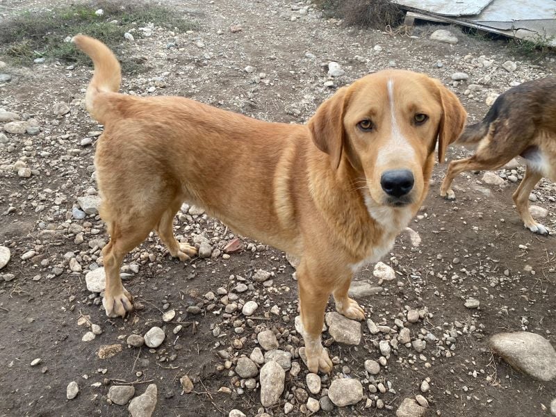 Hector, geb. ca. 11/2022, lebt in GRIECHENLAND, im städt. Tierheim Serres