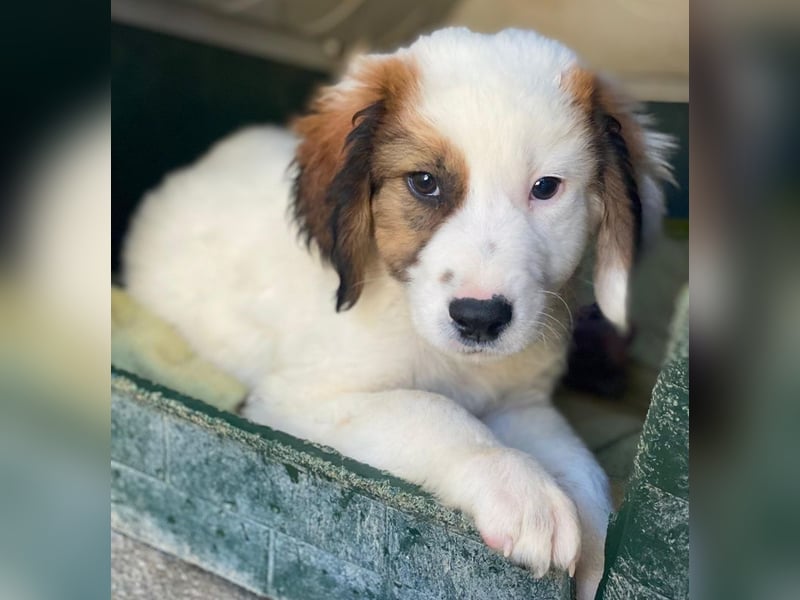 Fidi, geb. ca. 08/2025, lebt in GRIECHENLAND, im städt. Tierheim Serres