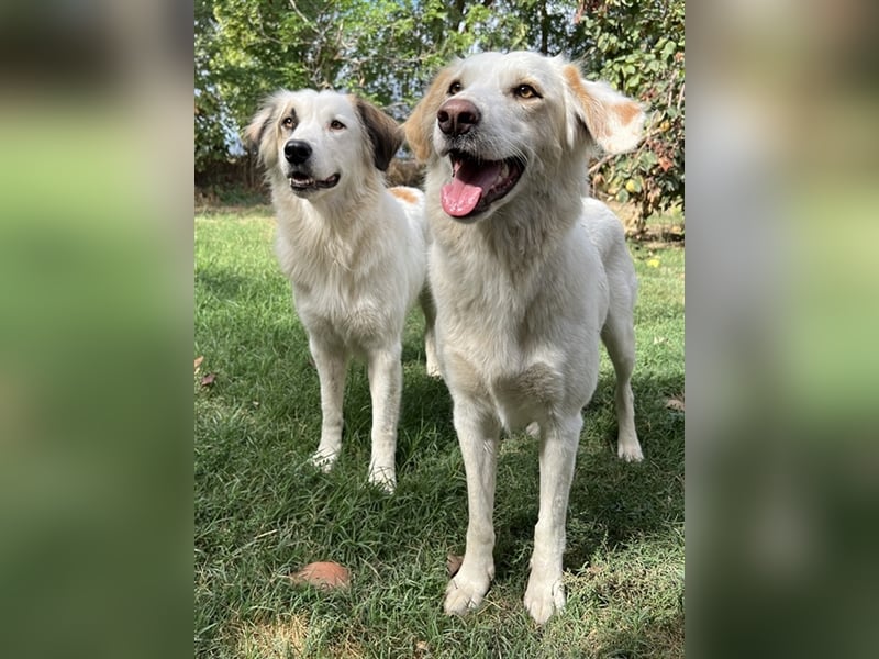 Vopo, geb. ca. 04/2022, lebt in GRIECHENLAND, auf einer privaten Pflegestelle