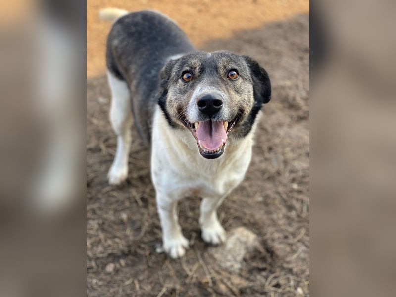 Degro, geb. ca. 01/2023, lebt in GRIECHENLAND, im städt. Tierheim Serres