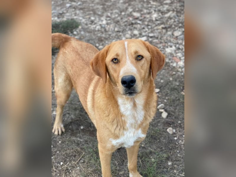 Hector, geb. ca. 11/2022, lebt in GRIECHENLAND, im städt. Tierheim Serres