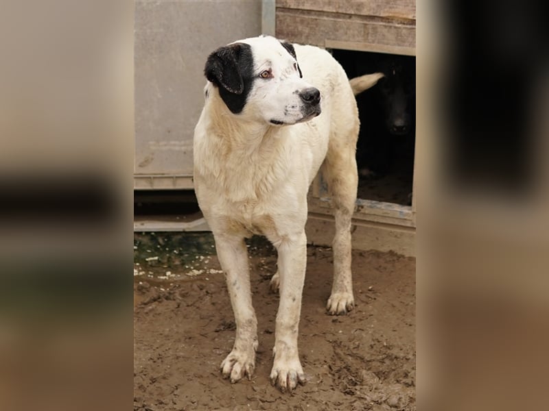 Ronny, geb. ca. 09/2022, lebt in GRIECHENLAND, im städt. Tierheim Serres