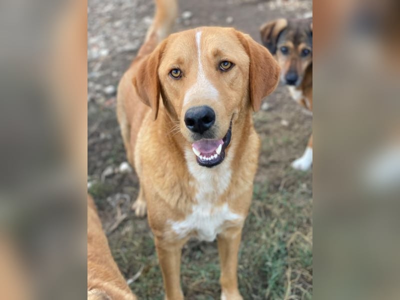 Hector, geb. ca. 11/2022, lebt in GRIECHENLAND, im städt. Tierheim Serres