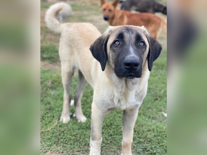 Twixx, geb. ca. 03/2025, lebt in GRIECHENLAND, im städt. Tierheim Serres