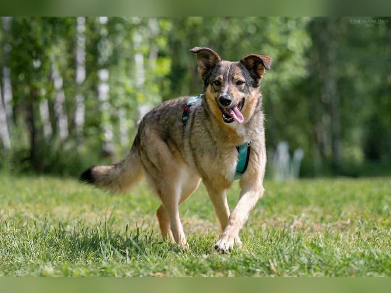 Freundliche Najda sucht ihre Familie
