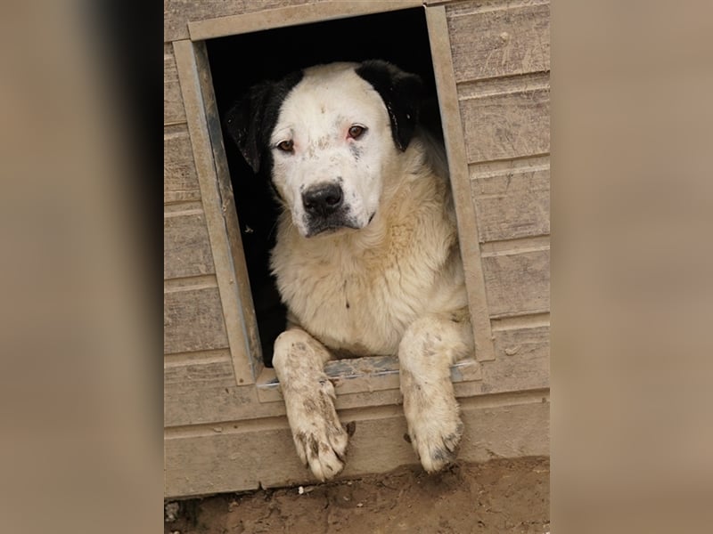 Ronny, geb. ca. 09/2022, lebt in GRIECHENLAND, im städt. Tierheim Serres