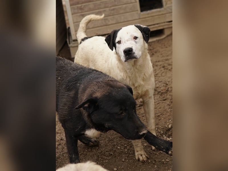 Ronny, geb. ca. 09/2022, lebt in GRIECHENLAND, im städt. Tierheim Serres
