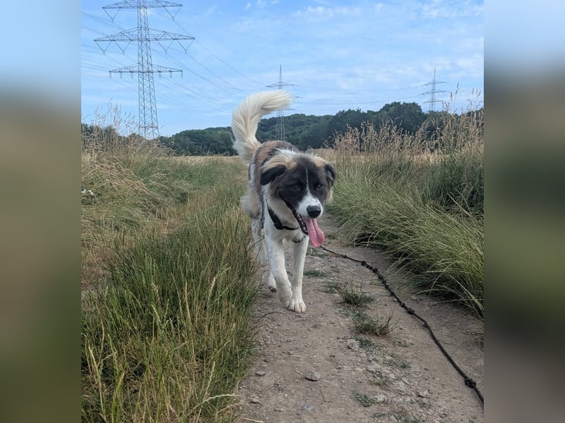 Süße Fay sucht liebevolle Hundekenner