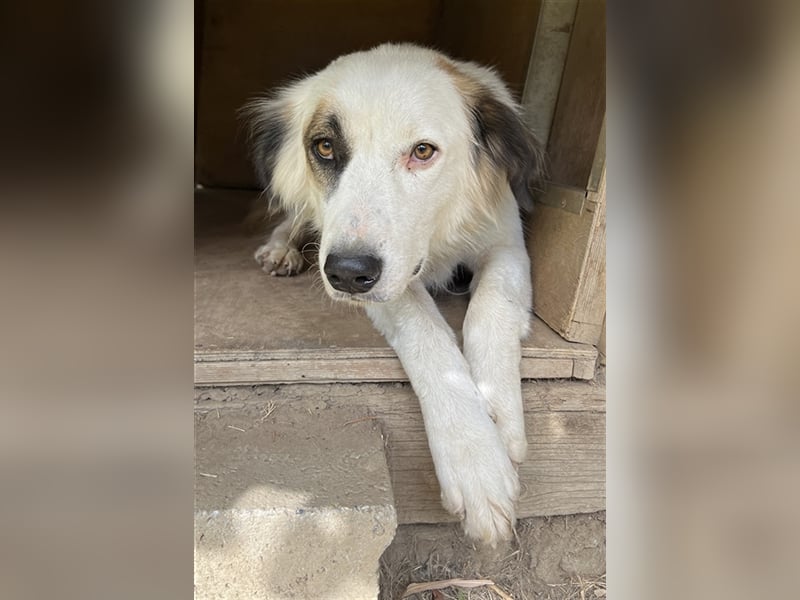 Vopo, geb. ca. 04/2022, lebt in GRIECHENLAND, auf einer privaten Pflegestelle