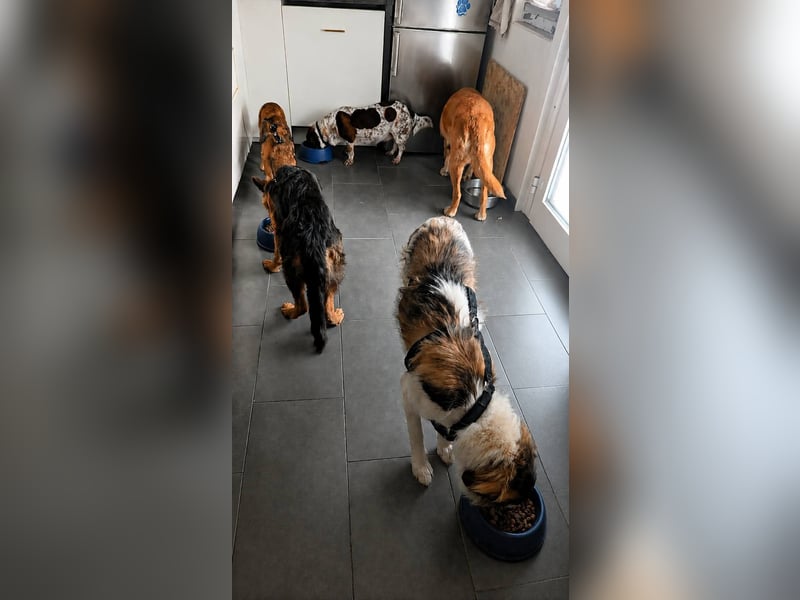 Süße Fay sucht liebevolle Hundekenner
