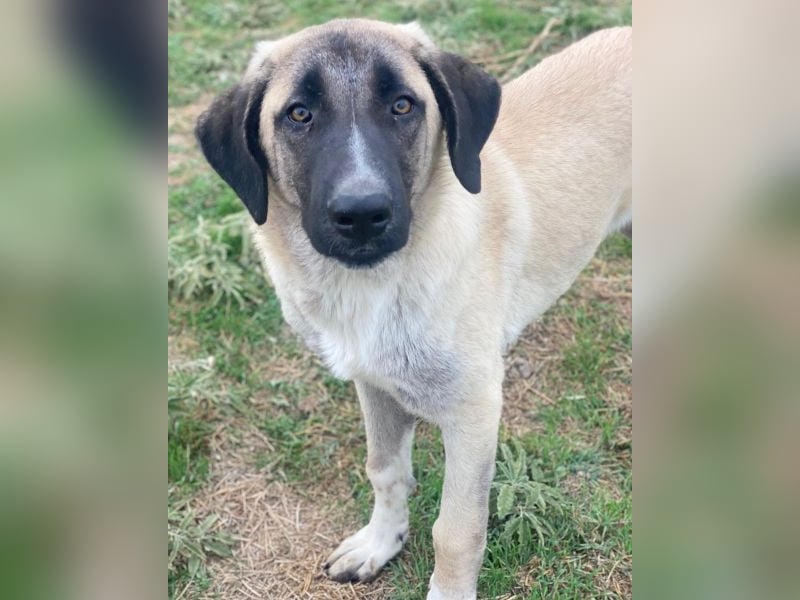 Twixx, geb. ca. 03/2025, lebt in GRIECHENLAND, im städt. Tierheim Serres