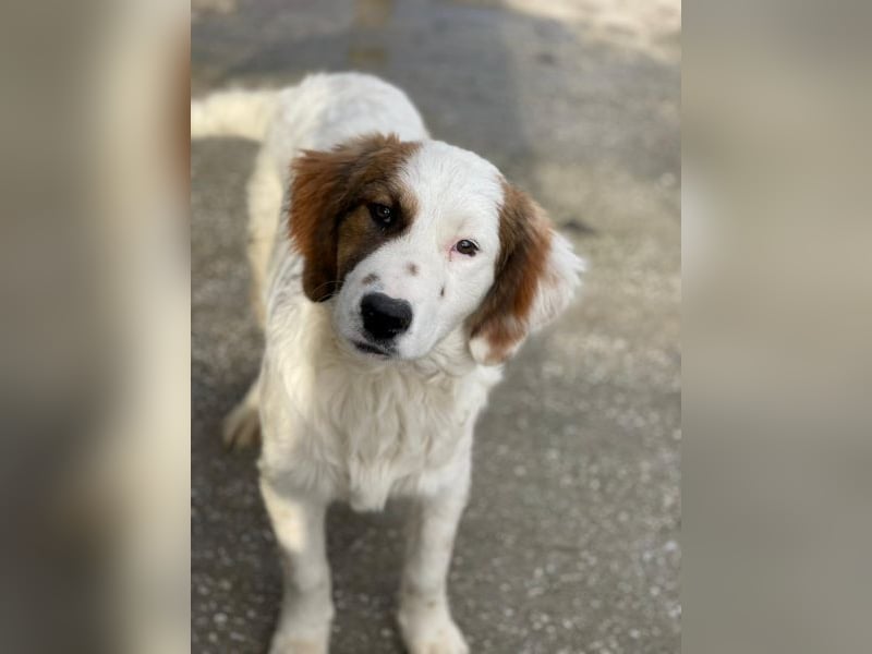 Fidi, geb. ca. 08/2025, lebt in GRIECHENLAND, im städt. Tierheim Serres