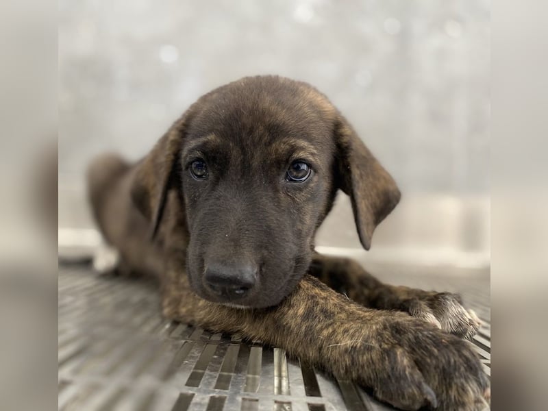 Tywin, geb. ca. 05/2024, lebt in GRIECHENLAND, auf einer privaten Pflegestelle