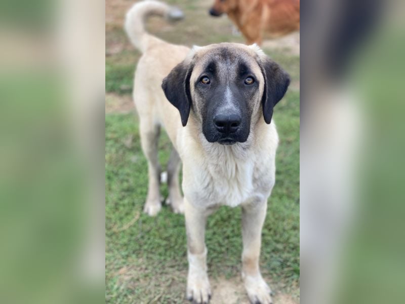 Twixx, geb. ca. 03/2025, lebt in GRIECHENLAND, im städt. Tierheim Serres