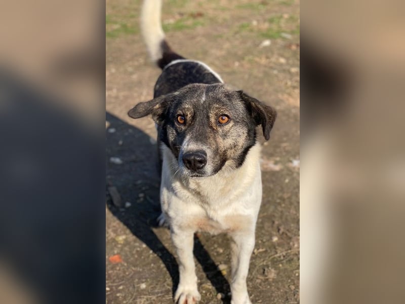 Degro, geb. ca. 01/2023, lebt in GRIECHENLAND, im städt. Tierheim Serres