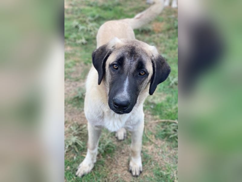 Twixx, geb. ca. 03/2025, lebt in GRIECHENLAND, im städt. Tierheim Serres