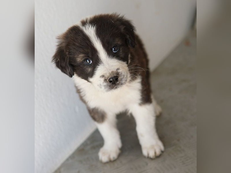 Whisky, geb. ca. 12/2025, lebt in GRIECHENLAND, im städt. Tierheim Serres