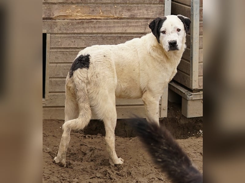 Ronny, geb. ca. 09/2022, lebt in GRIECHENLAND, im städt. Tierheim Serres