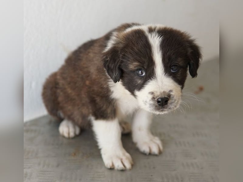 Whisky, geb. ca. 12/2025, lebt in GRIECHENLAND, im städt. Tierheim Serres