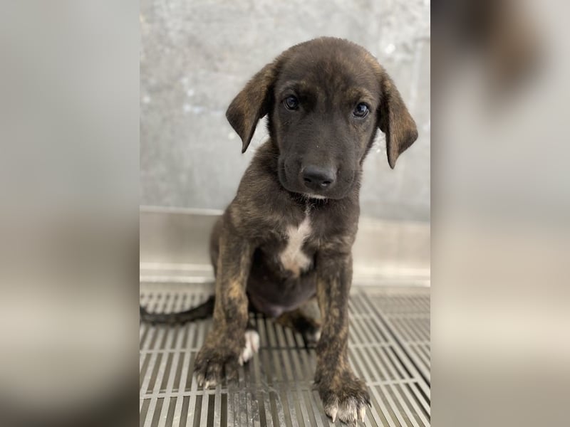 Tywin, geb. ca. 05/2024, lebt in GRIECHENLAND, auf einer privaten Pflegestelle