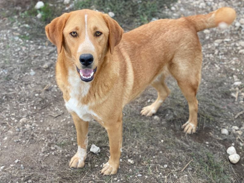 Hector, geb. ca. 11/2022, lebt in GRIECHENLAND, im städt. Tierheim Serres