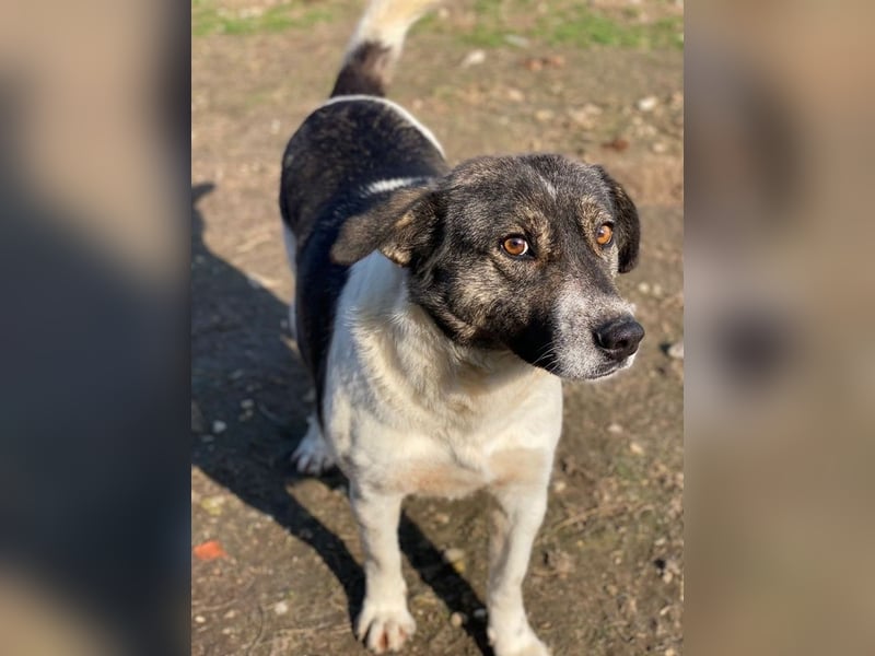 Degro, geb. ca. 01/2023, lebt in GRIECHENLAND, im städt. Tierheim Serres