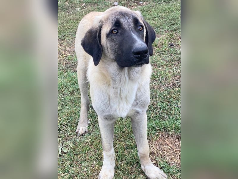 Twixx, geb. ca. 03/2025, lebt in GRIECHENLAND, im städt. Tierheim Serres