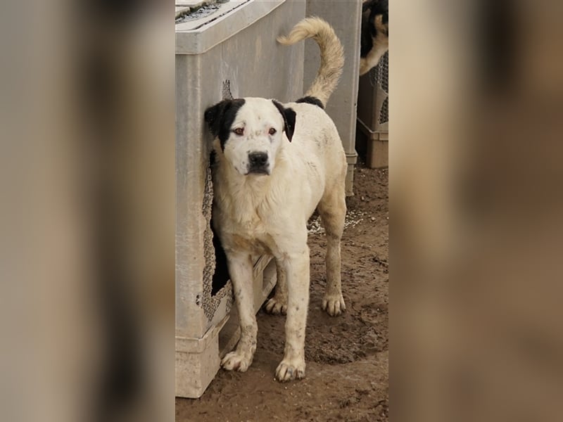 Ronny, geb. ca. 09/2022, lebt in GRIECHENLAND, im städt. Tierheim Serres
