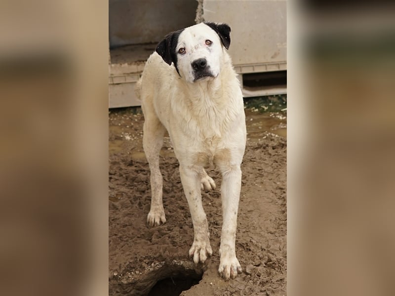 Ronny, geb. ca. 09/2022, lebt in GRIECHENLAND, im städt. Tierheim Serres