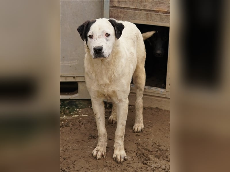 Ronny, geb. ca. 09/2022, lebt in GRIECHENLAND, im städt. Tierheim Serres