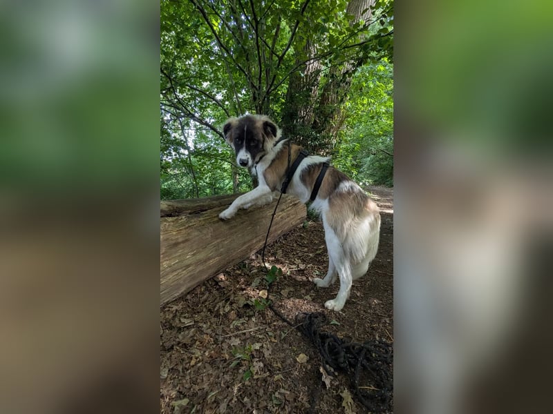 Süße Fay sucht liebevolle Hundekenner