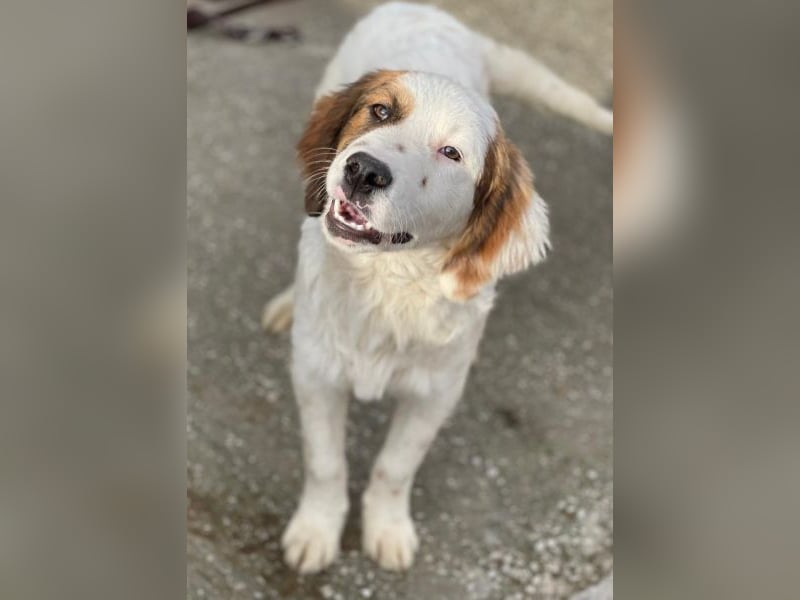 Fidi, geb. ca. 08/2025, lebt in GRIECHENLAND, im städt. Tierheim Serres