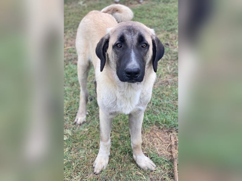 Twixx, geb. ca. 03/2025, lebt in GRIECHENLAND, im städt. Tierheim Serres