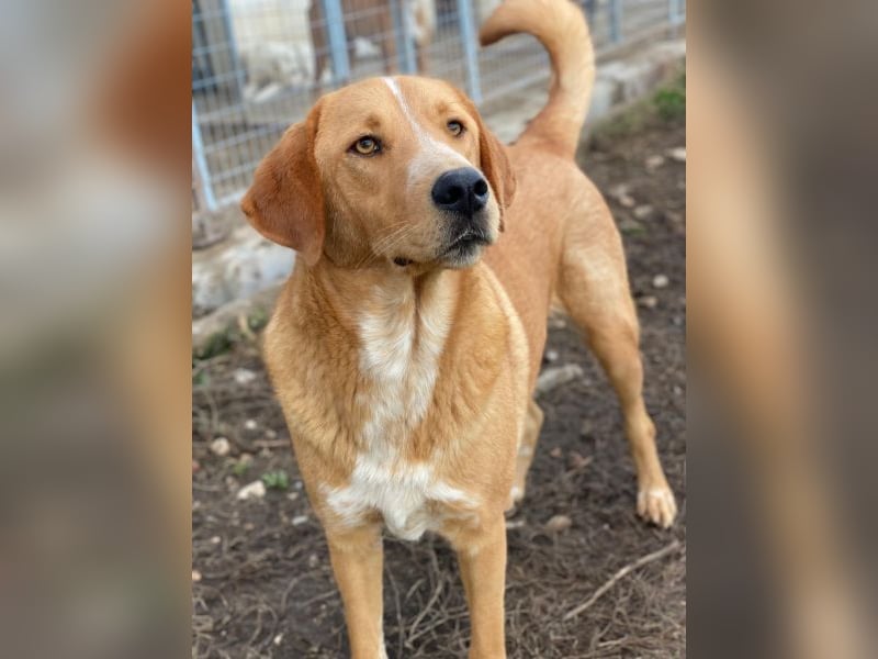 Hector, geb. ca. 11/2022, lebt in GRIECHENLAND, im städt. Tierheim Serres