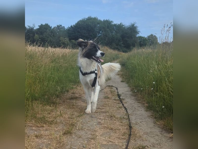 Süße Fay sucht liebevolle Hundekenner