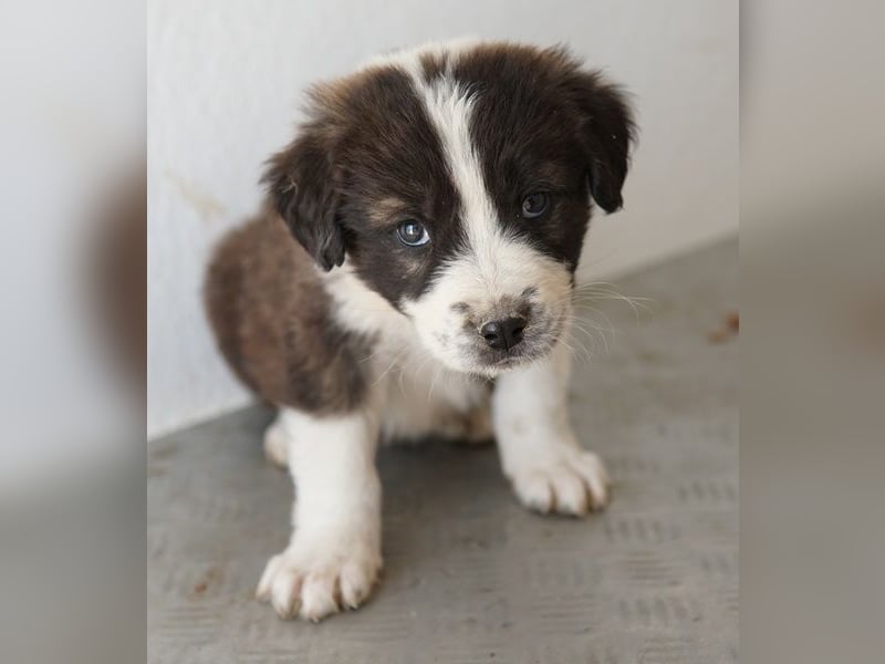 Whisky, geb. ca. 12/2025, lebt in GRIECHENLAND, im städt. Tierheim Serres