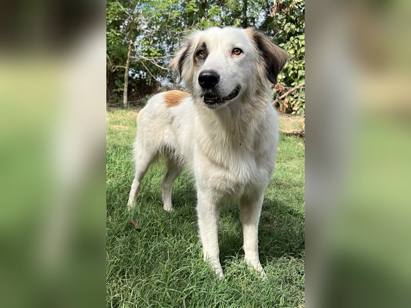 Vopo, geb. ca. 04/2022, lebt in GRIECHENLAND, auf einer privaten Pflegestelle