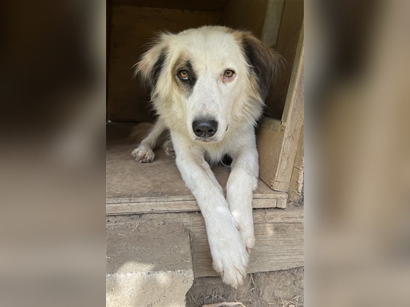 Vopo, geb. ca. 04/2022, lebt in GRIECHENLAND, auf einer privaten Pflegestelle