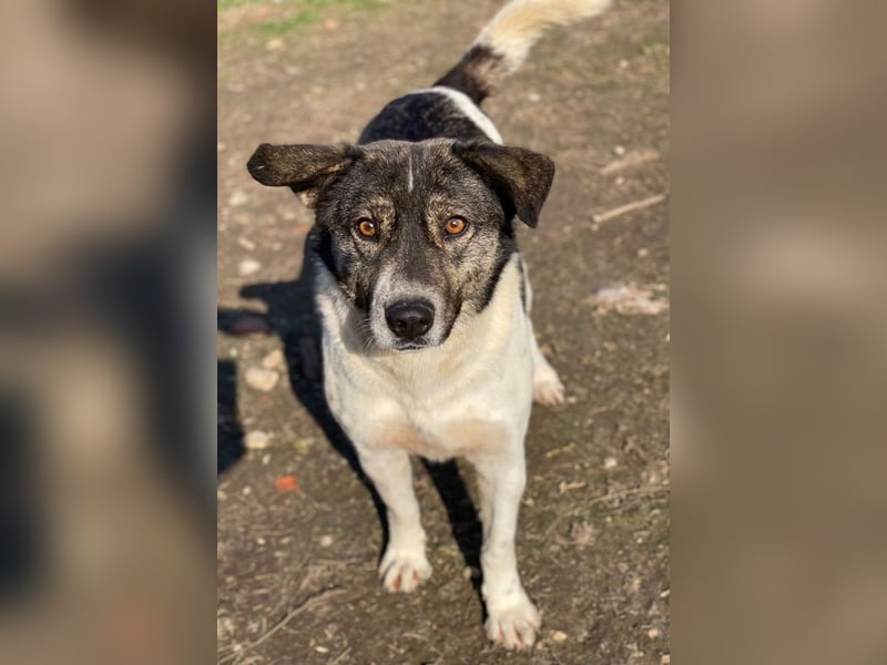 Degro, geb. ca. 01/2023, lebt in GRIECHENLAND, im städt. Tierheim Serres