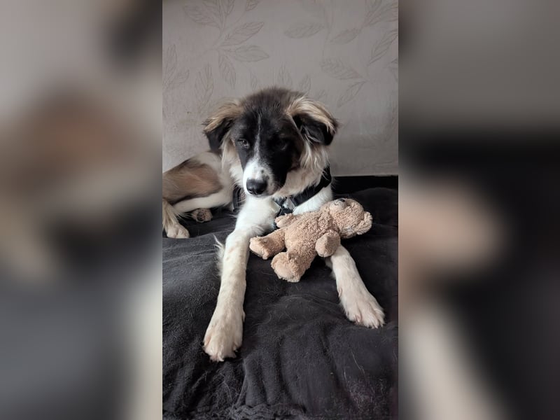 Süße Fay sucht liebevolle Hundekenner