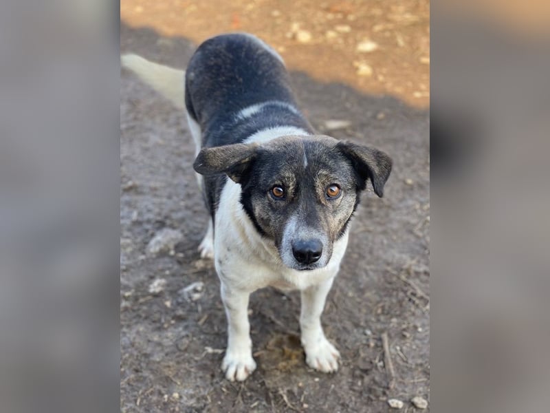 Degro, geb. ca. 01/2023, lebt in GRIECHENLAND, im städt. Tierheim Serres