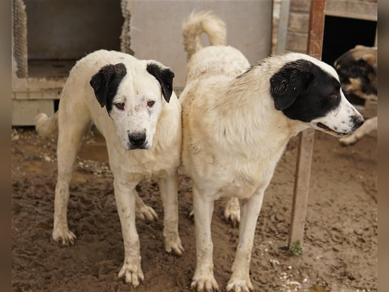 Ronny, geb. ca. 09/2022, lebt in GRIECHENLAND, im städt. Tierheim Serres
