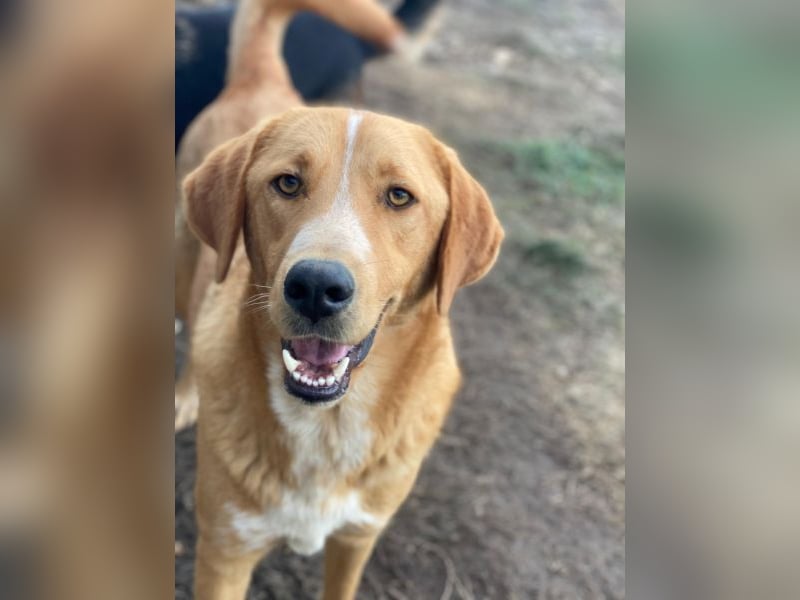 Hector, geb. ca. 11/2022, lebt in GRIECHENLAND, im städt. Tierheim Serres