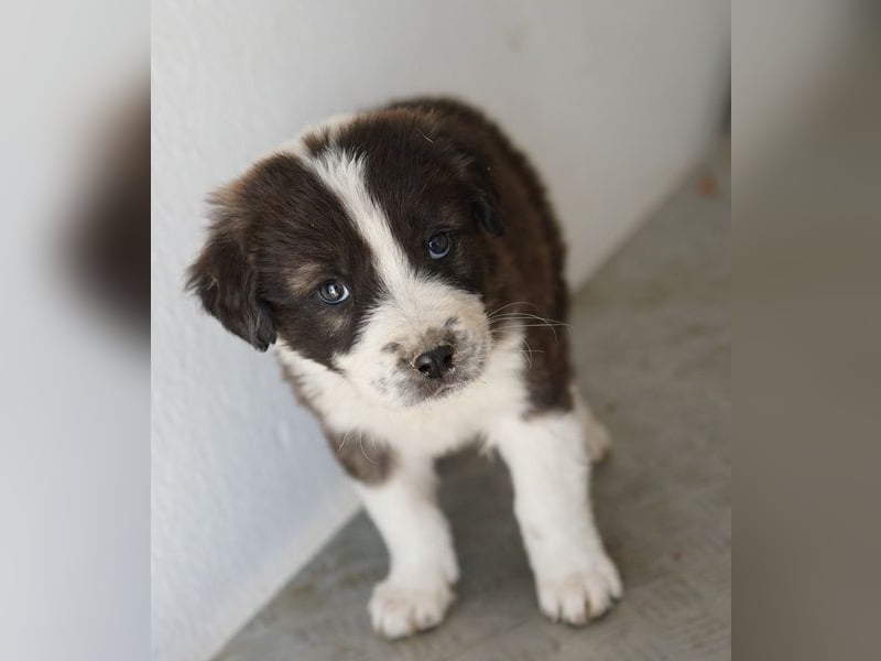 Whisky, geb. ca. 12/2025, lebt in GRIECHENLAND, im städt. Tierheim Serres
