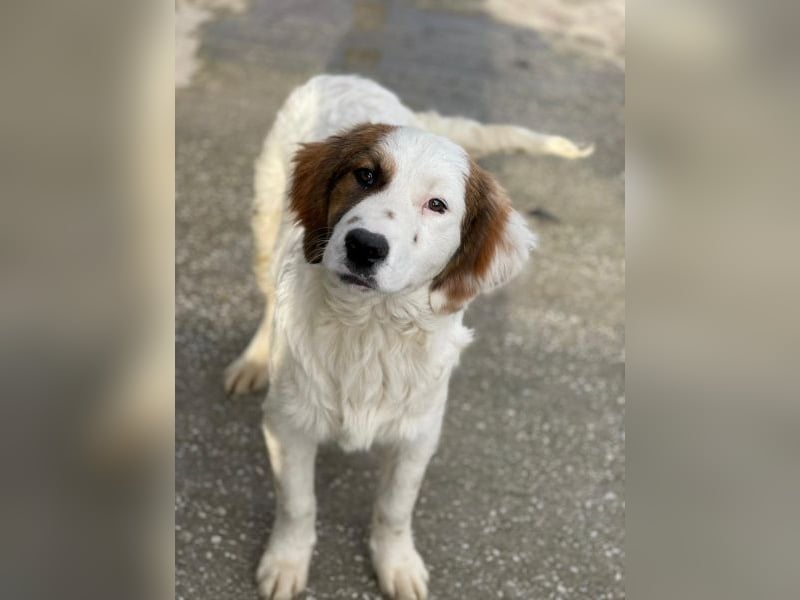 Fidi, geb. ca. 08/2025, lebt in GRIECHENLAND, im städt. Tierheim Serres