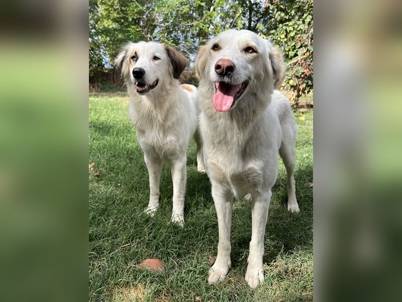 Vopo, geb. ca. 04/2022, lebt in GRIECHENLAND, auf einer privaten Pflegestelle