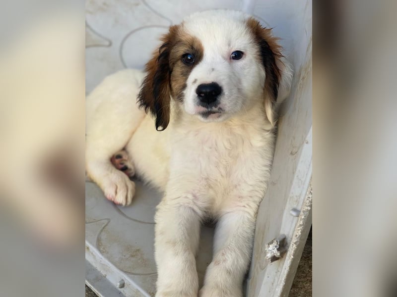 Fidi, geb. ca. 08/2025, lebt in GRIECHENLAND, im städt. Tierheim Serres