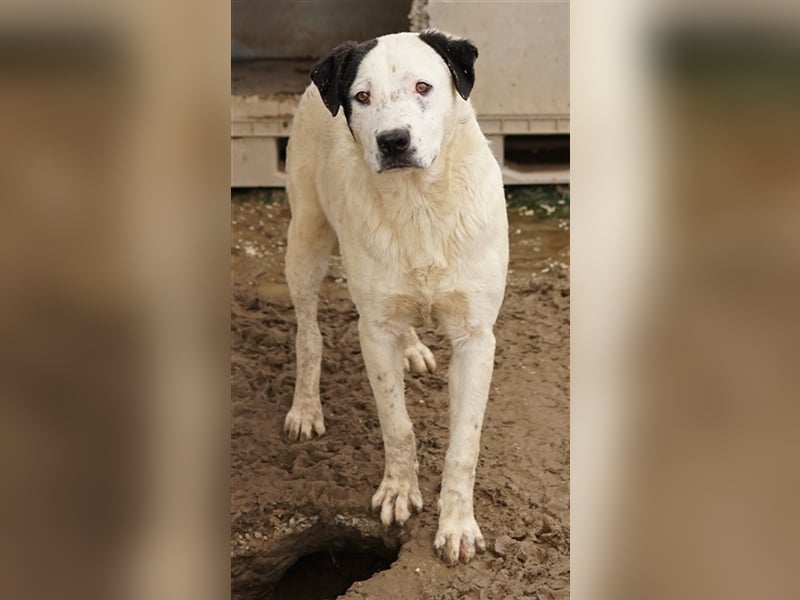 Ronny, geb. ca. 09/2022, lebt in GRIECHENLAND, im städt. Tierheim Serres