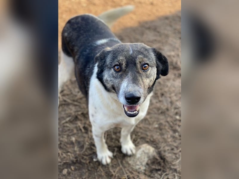 Degro, geb. ca. 01/2023, lebt in GRIECHENLAND, im städt. Tierheim Serres