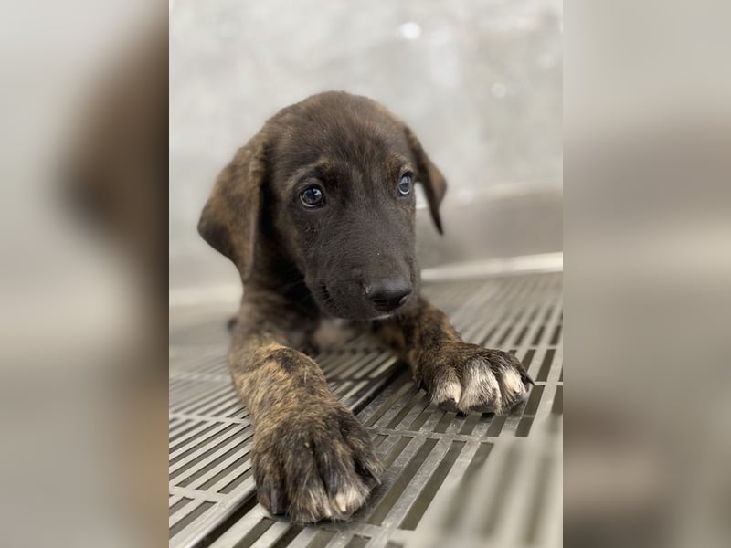 Tywin, geb. ca. 05/2024, lebt in GRIECHENLAND, auf einer privaten Pflegestelle